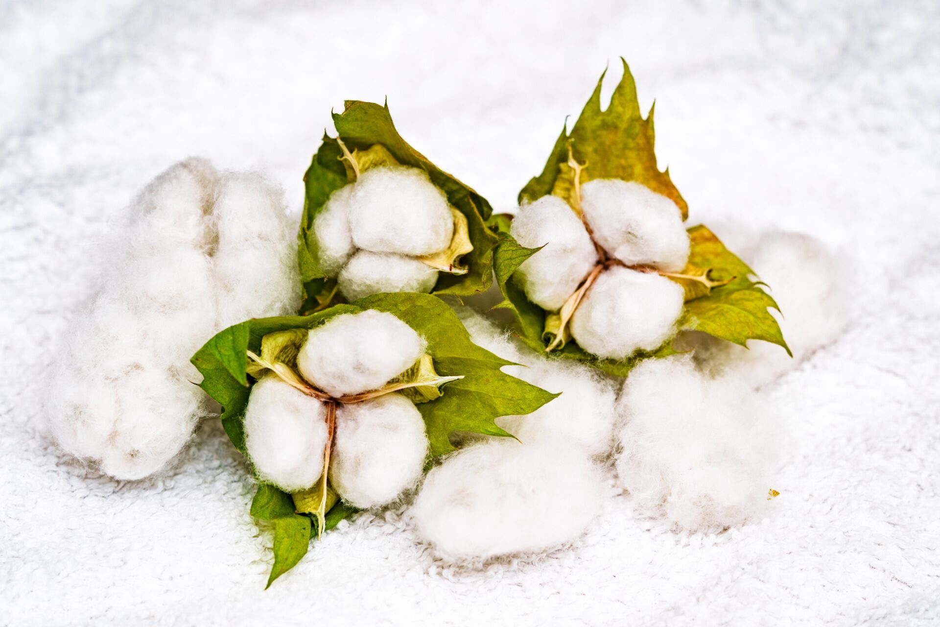 オーガニック